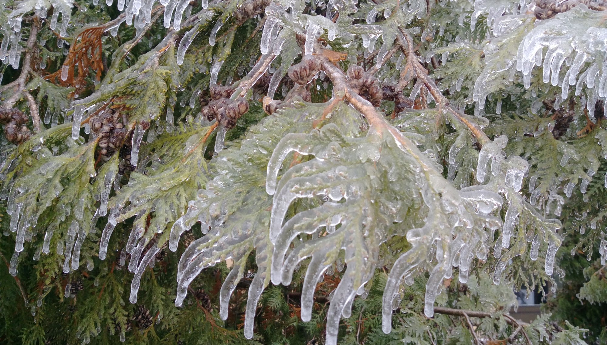 IMAG0589.jpg