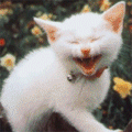 15477.gif