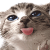 21341.gif