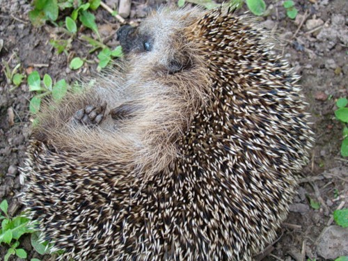 0_110fe_382011d7_L.jpg
