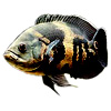 astronotus_100_100.jpg