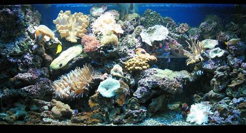 aquarium_meer_m.jpg