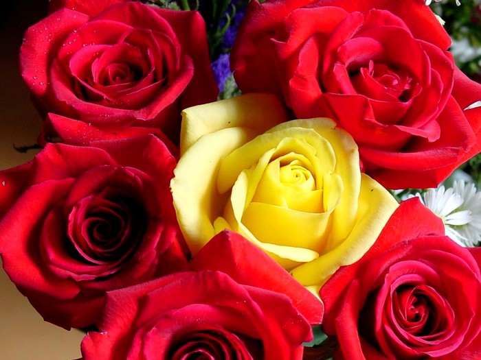 9815491_1196173288_DOT_Flowers_A_10.jpg