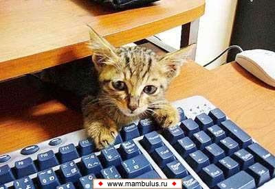 mambulus.ru.pricol_cat_555.jpg
