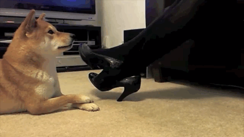 daily_gifdump_227_02.gif