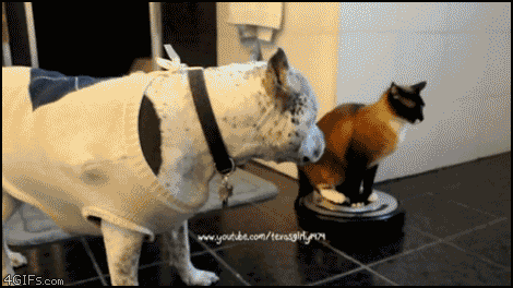 a1a491c61a5ce72e76adf8fa83536d35.gif