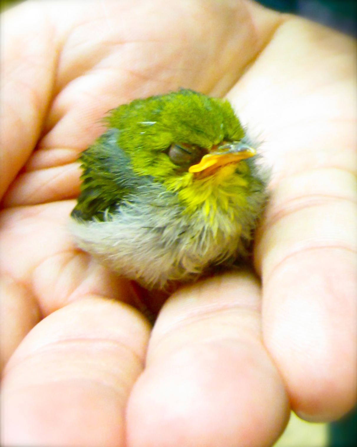 Tiny+Little+Bird.jpg
