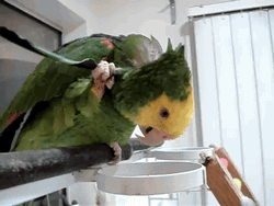 e33b3a83d0ae.gif