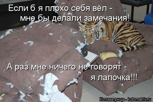 kotomatritsa_gN.jpg