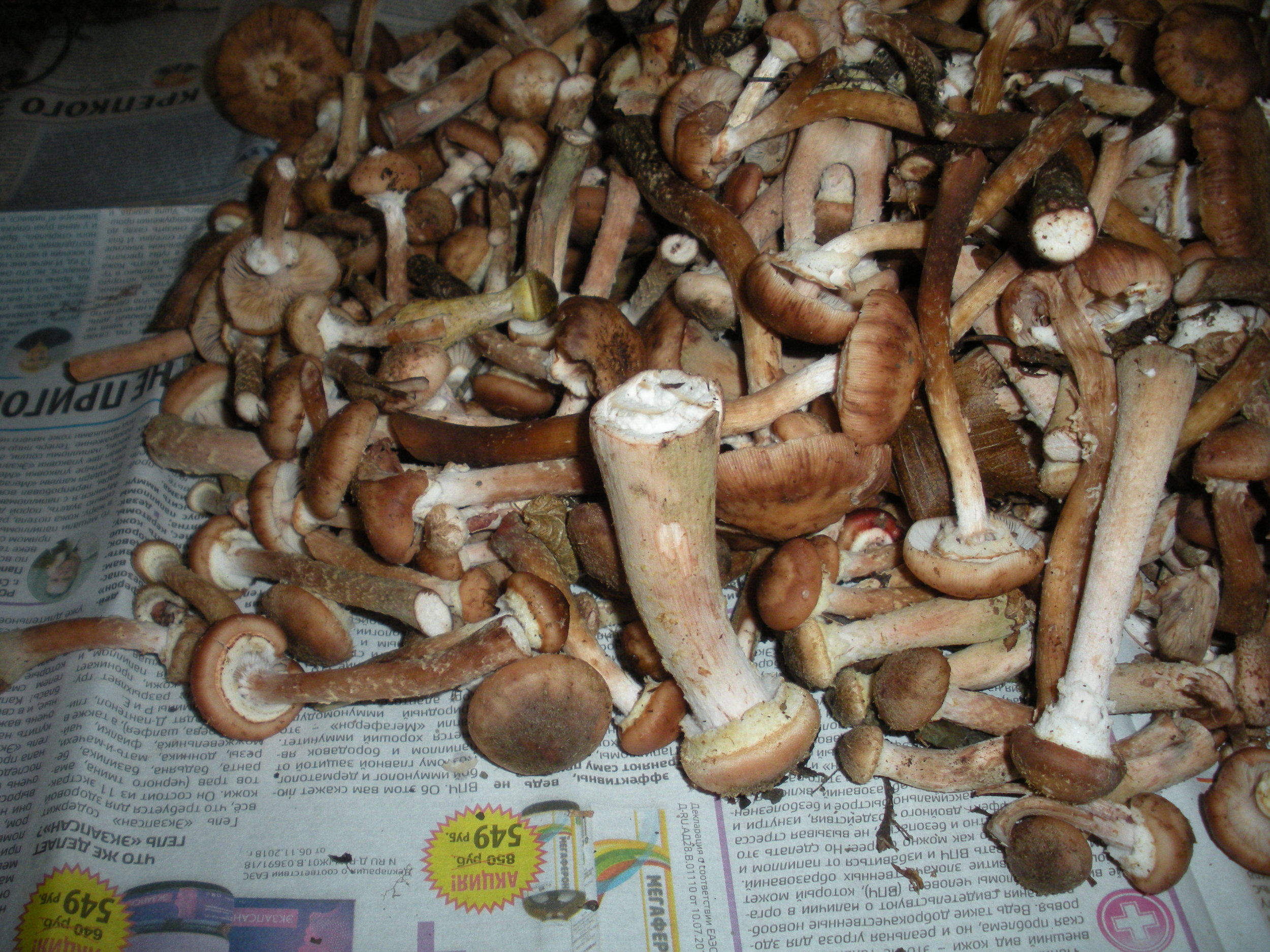 DSCN1541.JPG