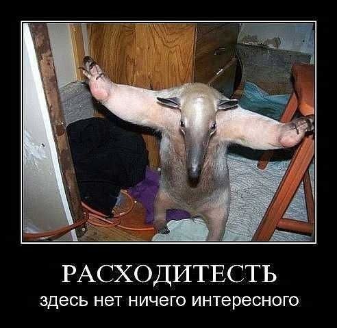 142820-bc15e80a96c08c6ac683068f47c1cec1.jpg