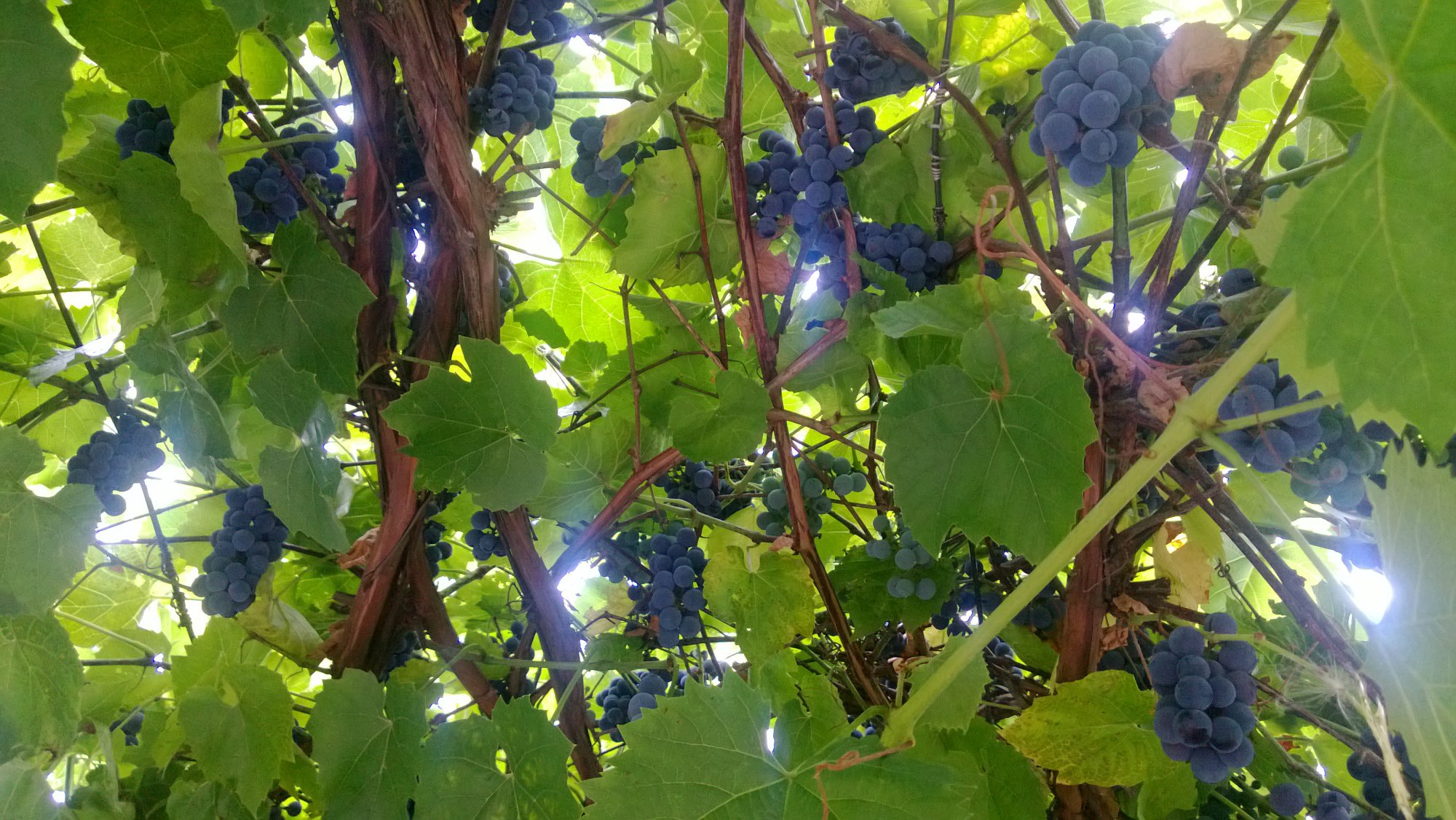 WP_20130730_016.jpg