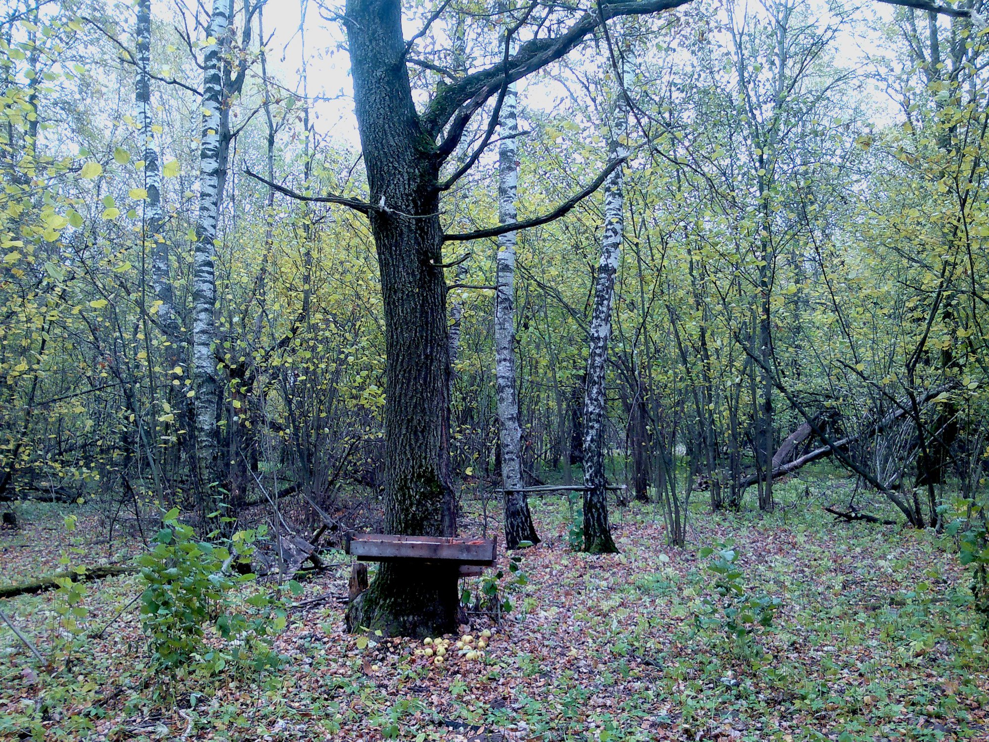 2015-10-18-1585.jpg