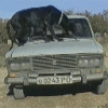 5779[1].gif