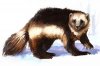 gulo_gulo.jpg