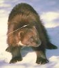 wolverine_colour.jpg