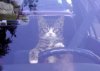 cats-nxt1.jpg