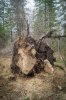 DSC06217-1.jpg