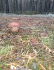 IMG_20201010_074147.jpg