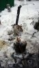 самовар.jpg