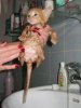 Смирный.jpg