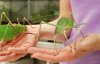 1324145430_largest_insects-2.jpg