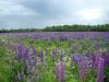DSC00712.JPG
