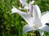 DSC00752.JPG