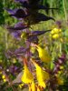 DSC00760.JPG