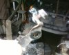 IMG0091A.jpg