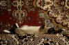 DSC00146.JPG