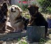 сука зеленая (2) (Копировать).JPG