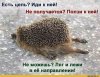 ежик-песочница-600814.jpeg