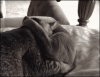 1433197359_422662363.gif