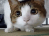 1433252492_161972220.gif