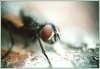 fly_2_jpg.jpg