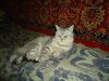 DSC03740.JPG