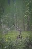 DSC03106-1.jpg