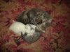DSC04477.JPG