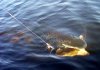 fish2.jpg