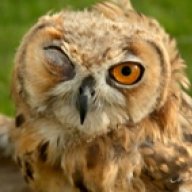 colorowl