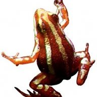 phyllobates