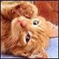 Кошка на крошке