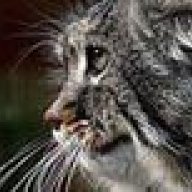 Tomcat63