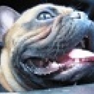 bulldog