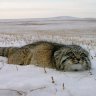 Lonely_cat 26