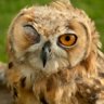 colorowl