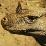 Lizzard