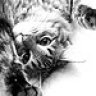 Tanguss