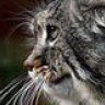 Tomcat63